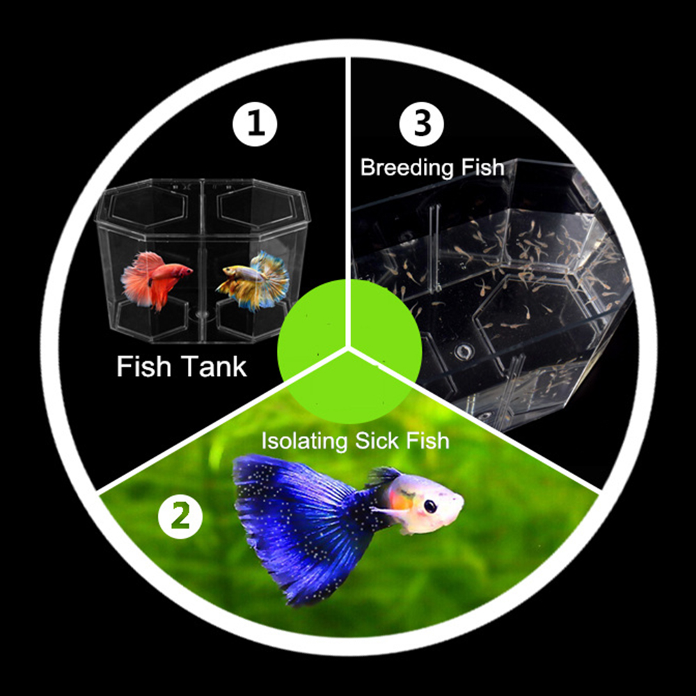 Acrilico Due Splits Guppy Acqu - Betta Fish Tank recensione e prezzo