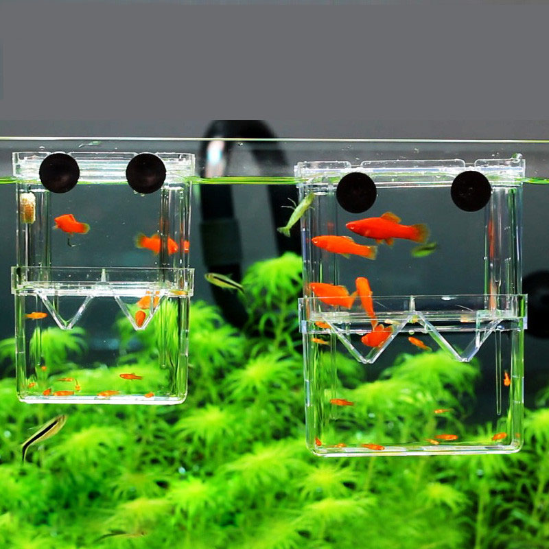 Scatola di isolamento per alle - Betta Fish Tank recensione e prezzo